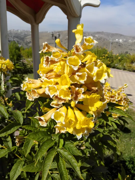 Park view 8
