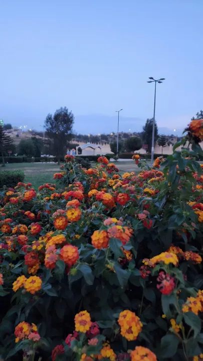Park view 9