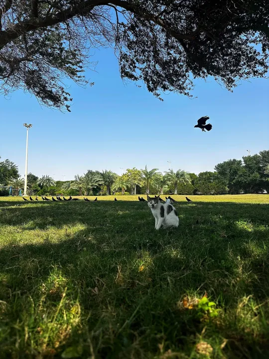 Park view 3