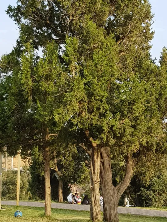 Park view 15