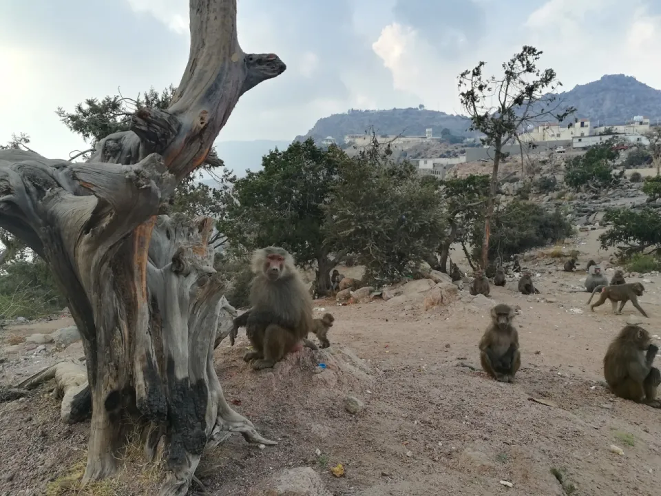 Park view 10