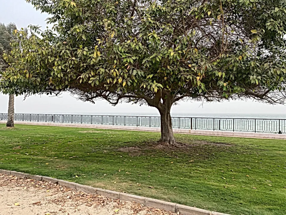 Park view 8