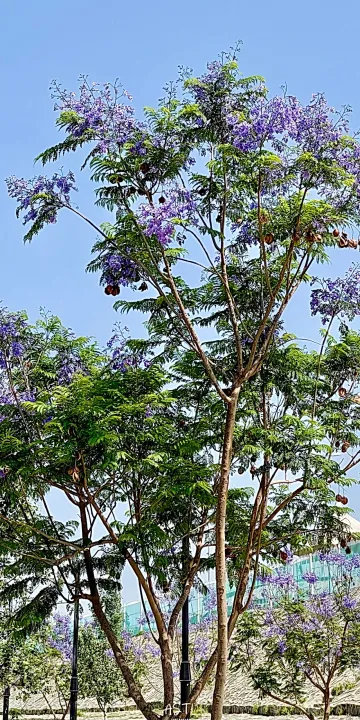 Park view 11